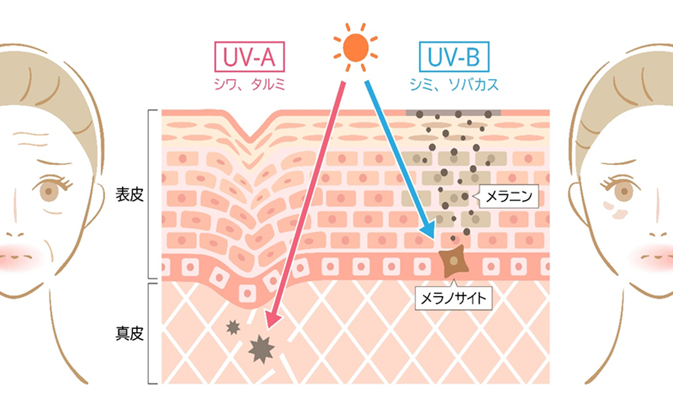 夏の紫外線でお肌は老ける？正しいUV対策＆ダメージケア完全ガイドのサムネイル